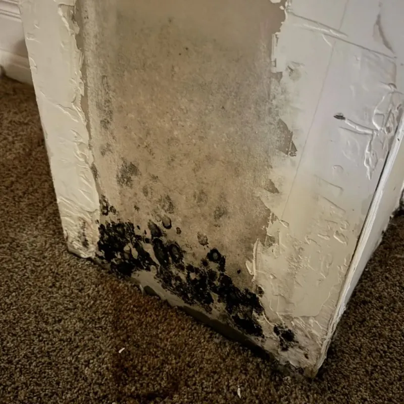 Professional Mold Removal in Itasca, TX